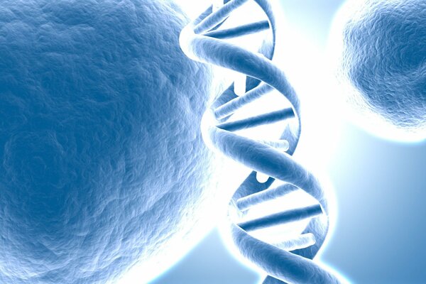 Le test de l adn sur l établissement de la paternité