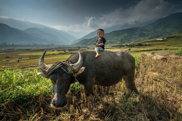 Азиатский ребенок верхом на быке
