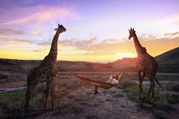 Hammock suspended from giraffes