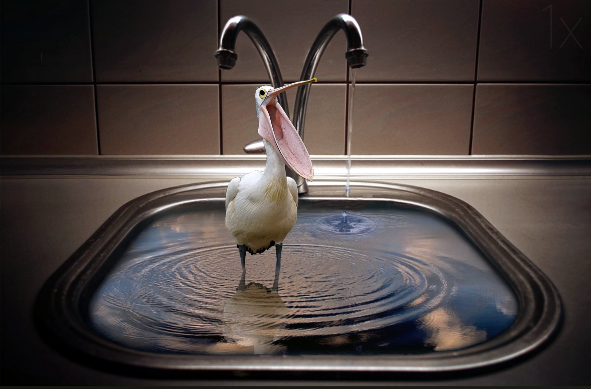 vogel waschbecken wasserhahn situation