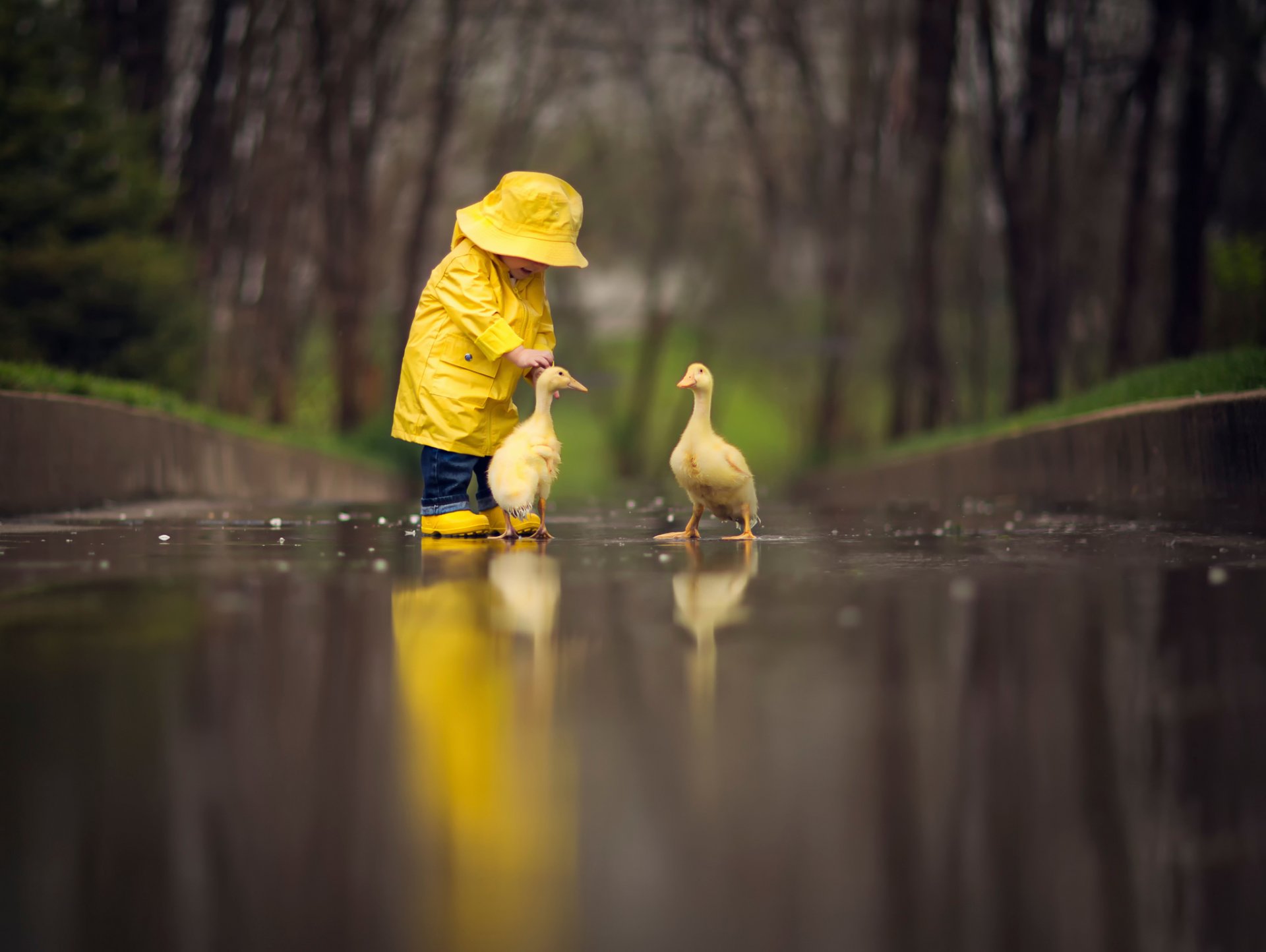 capa amarilla aves gansos reflexión