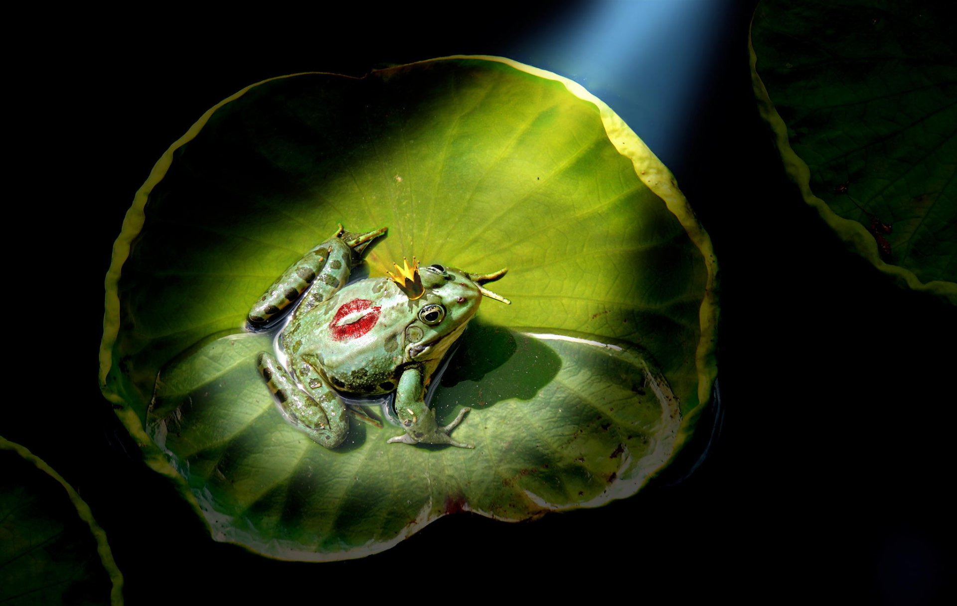 princess frog kiss crown lily