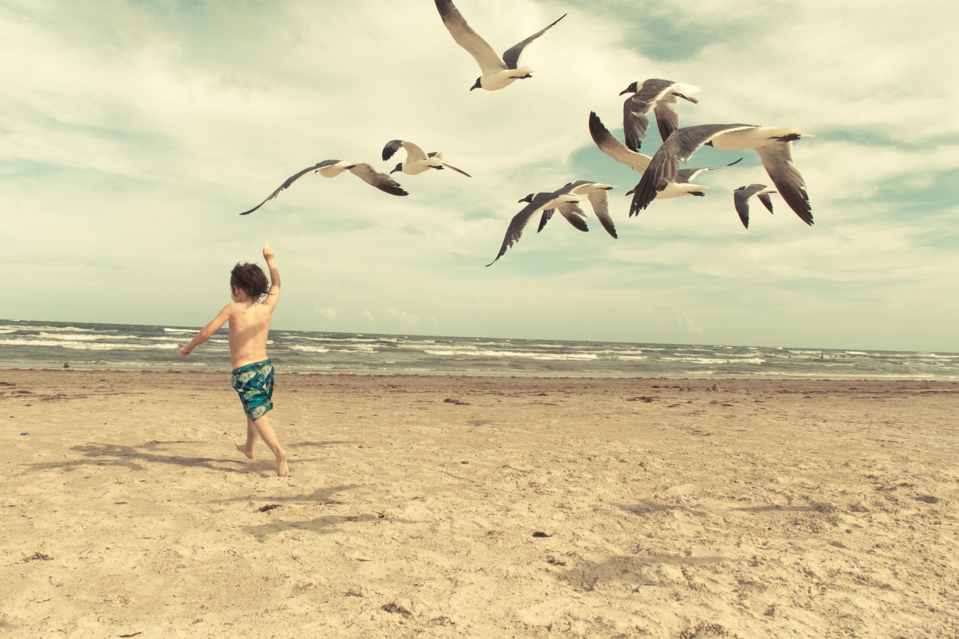 baby seagulls beach wave