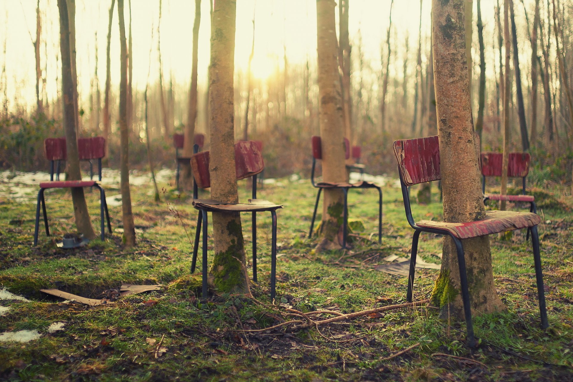 les arbres les chaises la forêt la situation