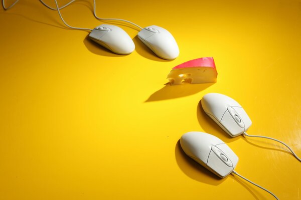 Mice on a yellow background. A slice of cheese