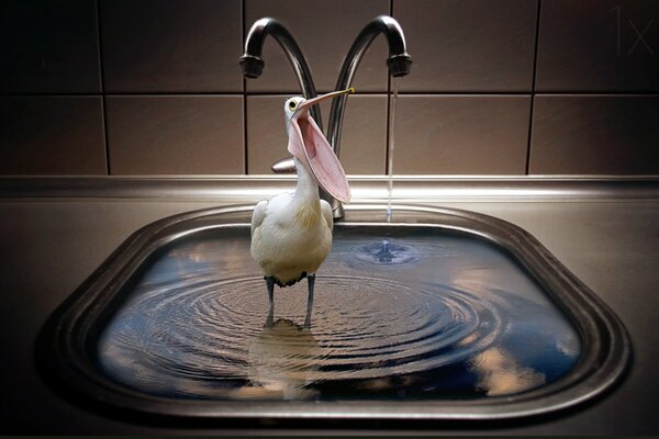 Ptak pelikan stoi w zlewie z wodą