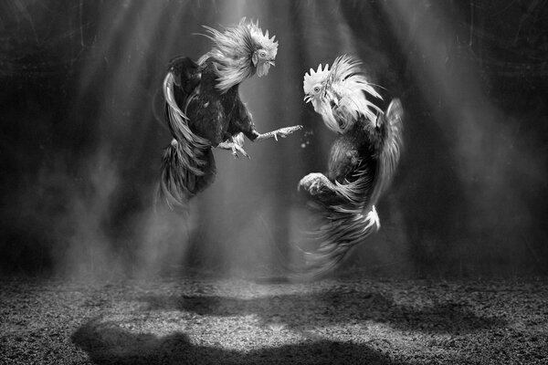 Cockfight in black and white