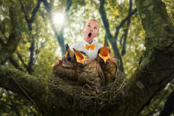 A boy with chicks on a high tree in a nest