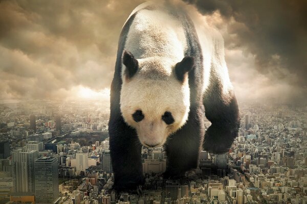 L image d une énorme panda va de la ville