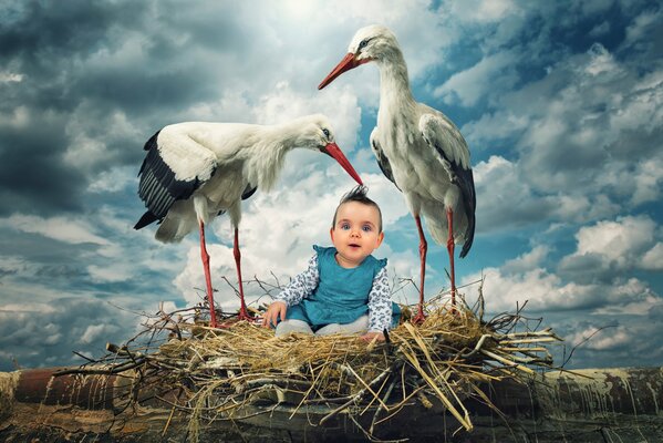 Due cicogne e un bambino carino