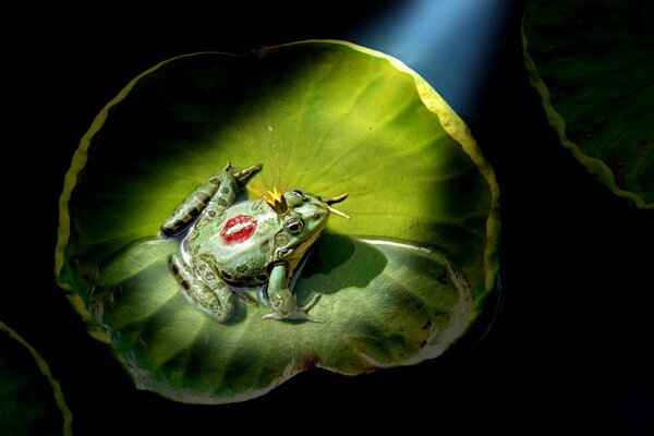 Księżniczka żaba z koroną na lilii