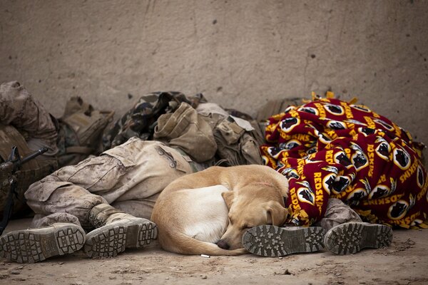 Soldados durmiendo perro botín amigo del hombre él también duerme