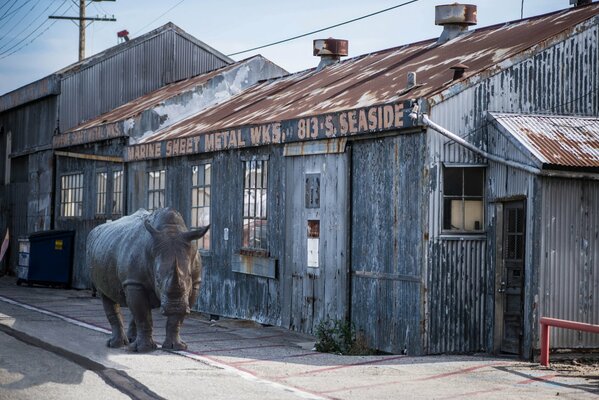 Rhinocéros marche dans la rue