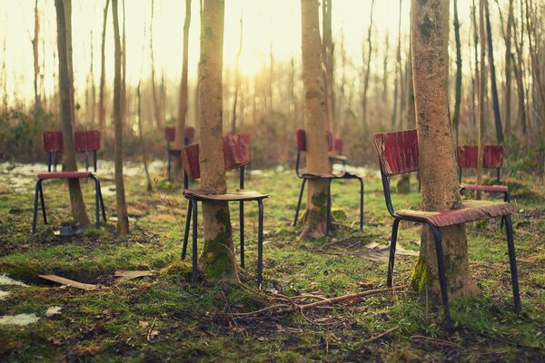 Stühle im Wald, aus denen Bäume durch und durch wachsen