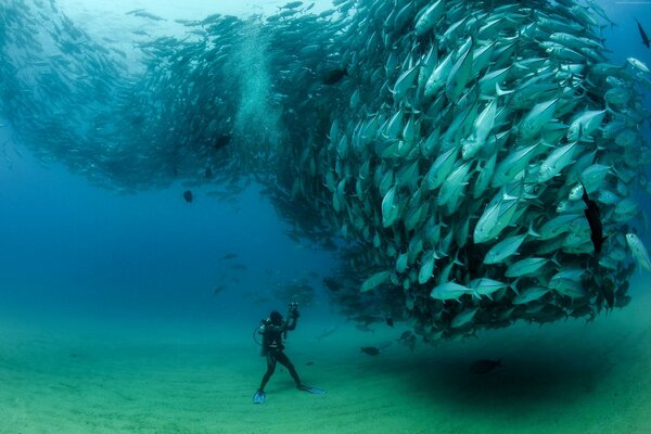Scuba diver at the bottom of the ocean against the background of a huge shoal of fish