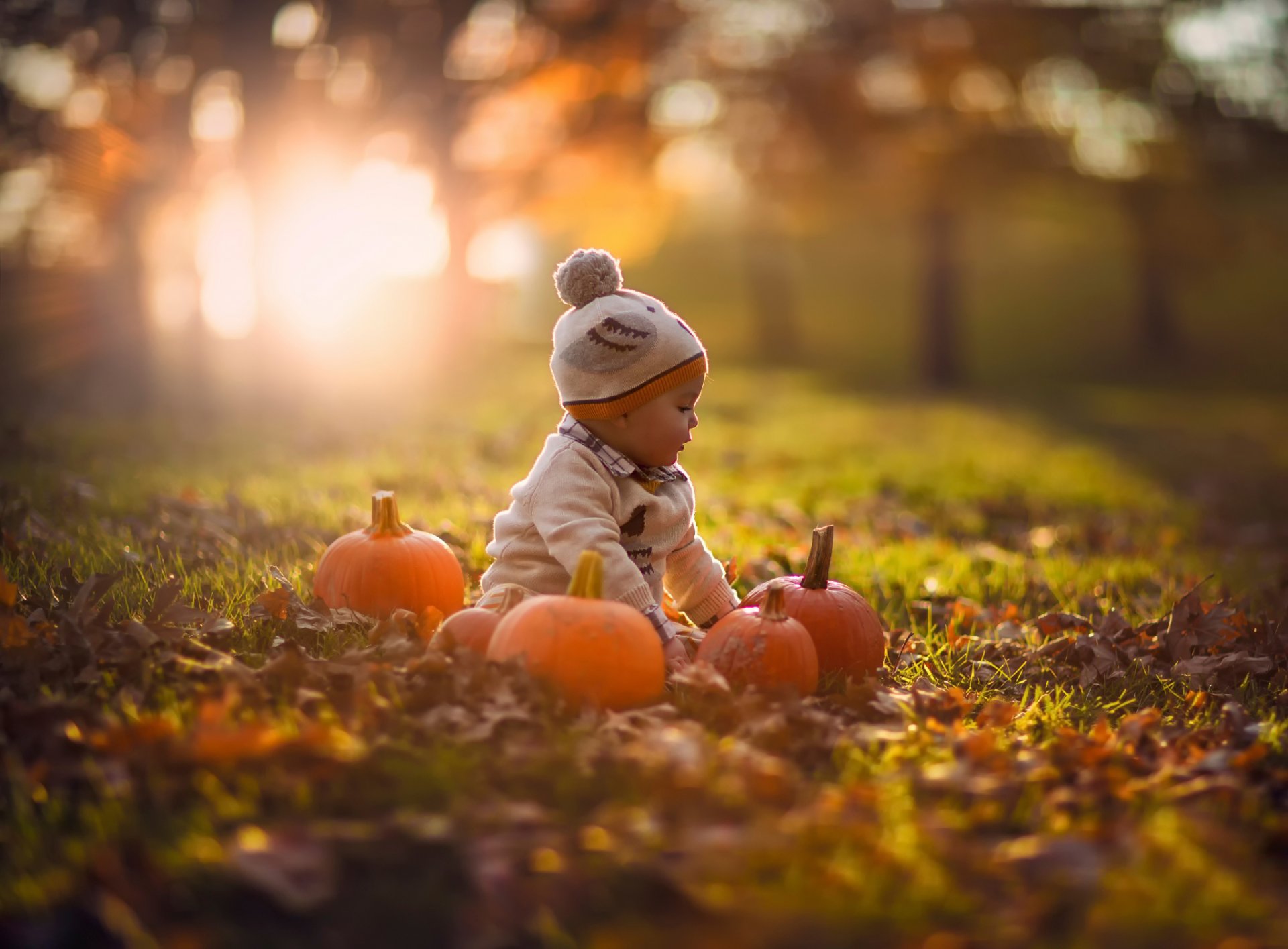 autumn pumpkin nature bokeh