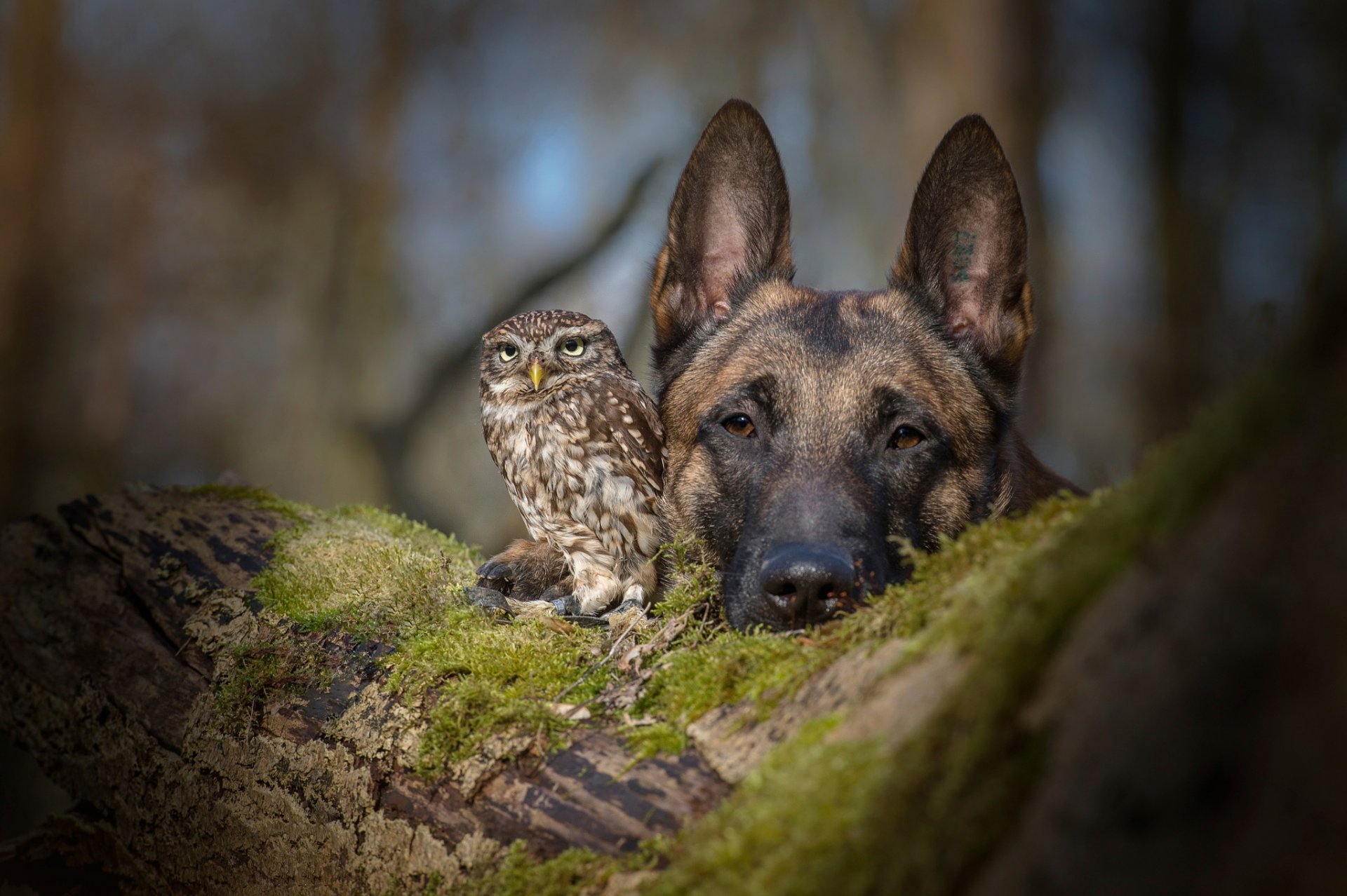 hund eule schäferhund freundschaft