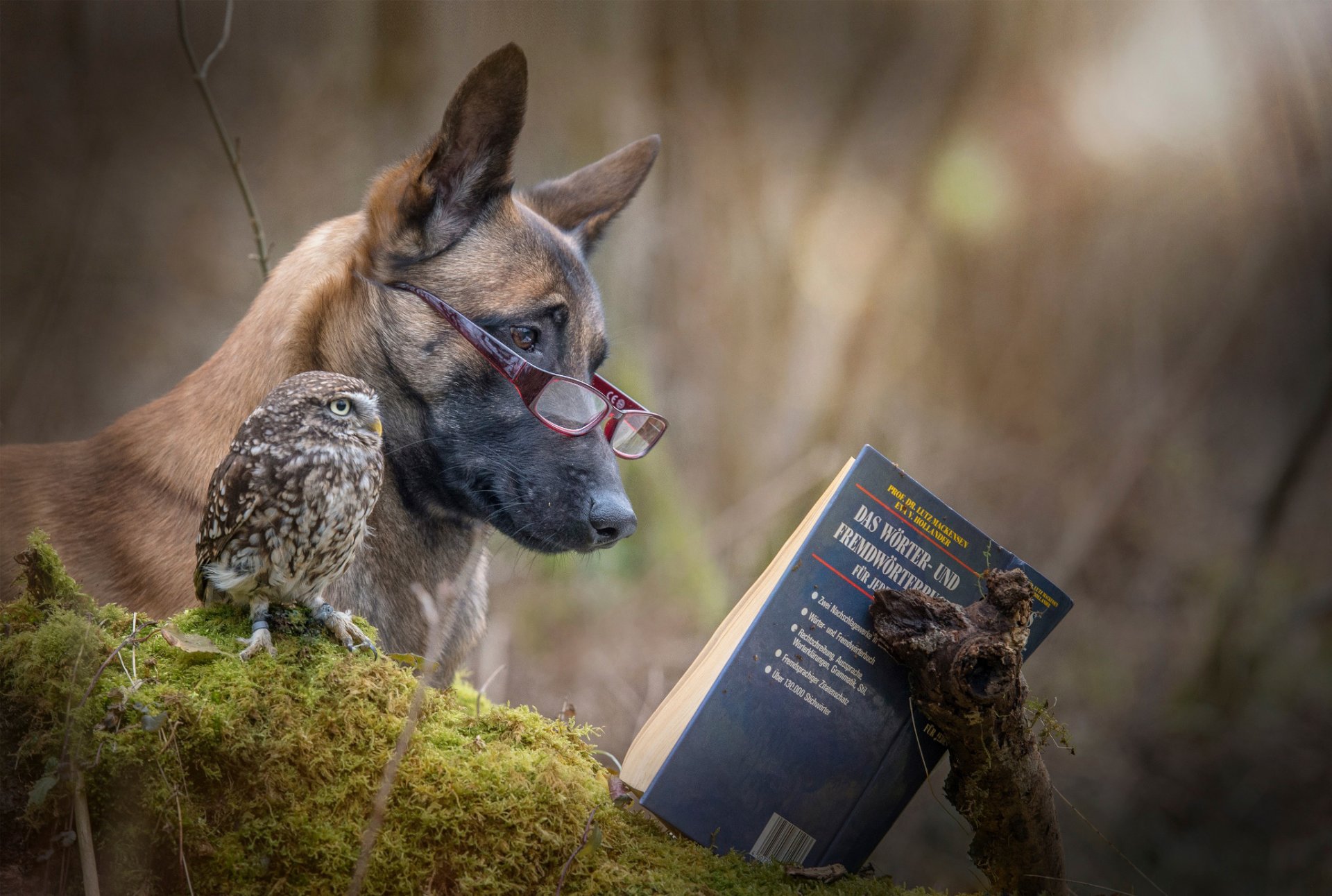 cane gufo libro lettura amici