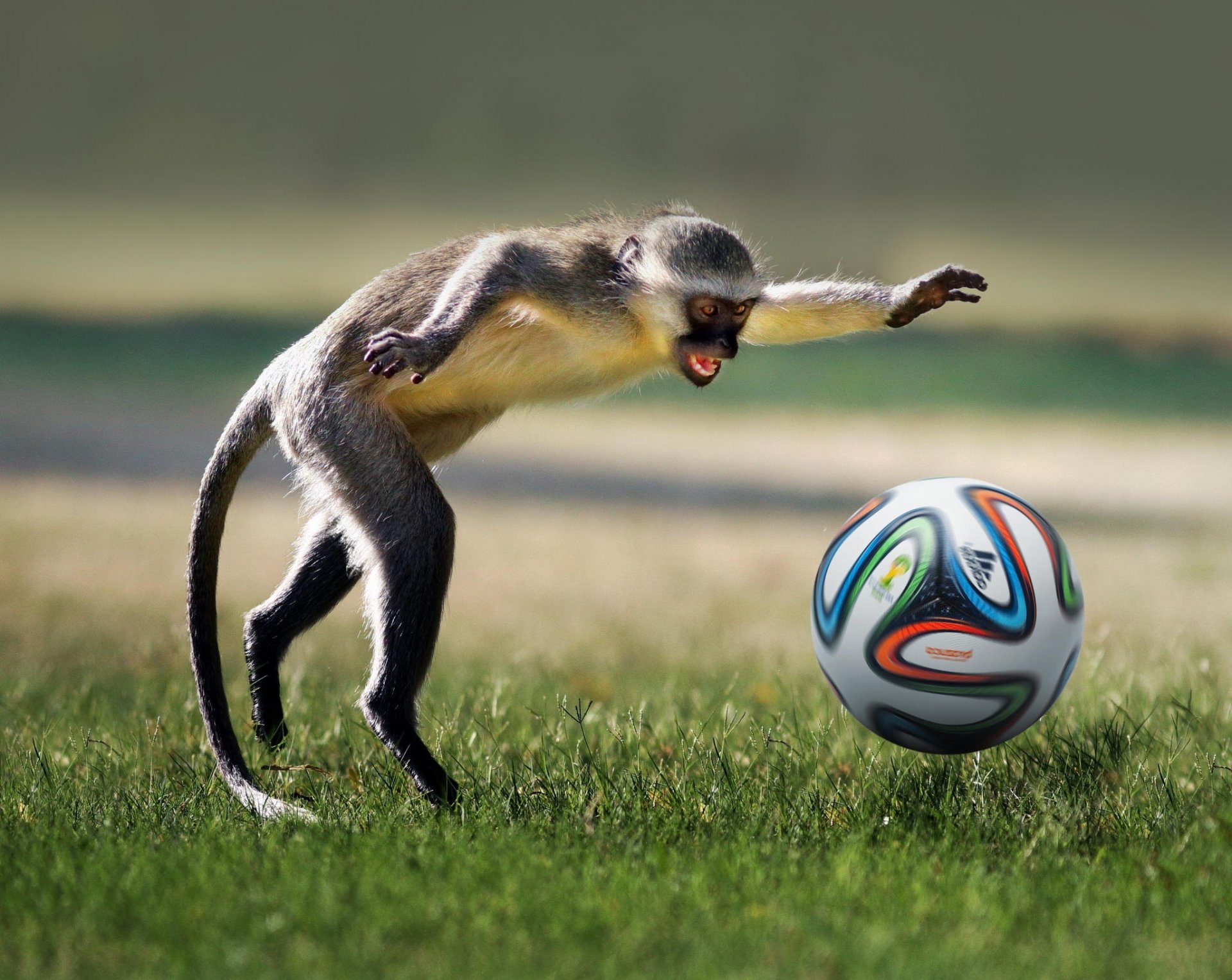 mono pelota fútbol juego animal bola jugando