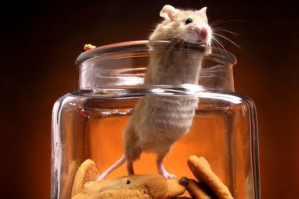 Il mouse viene selezionato da un barattolo di biscotti