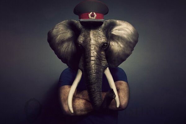 An elephant in a cap with a trunk and tusks