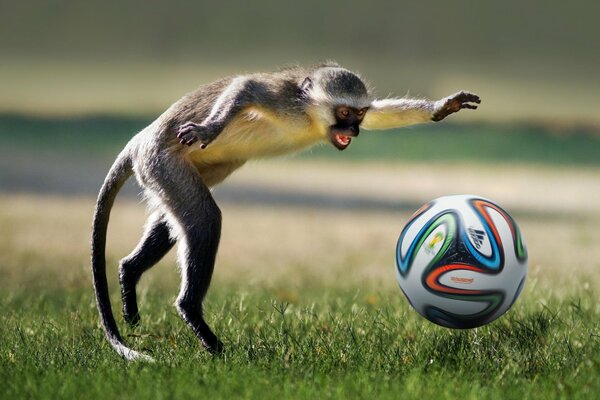 Małpy też grają w piłkę nożną