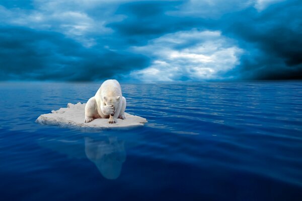 Polar bear in despair on the ice in the middle of the ocean