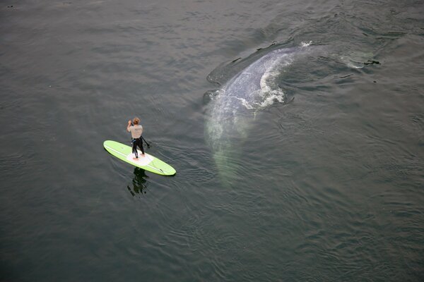 Un hombre en una tabla de surf nada más allá de una ballena