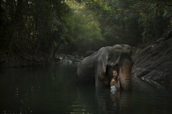 Слон с человеком в лесной реке