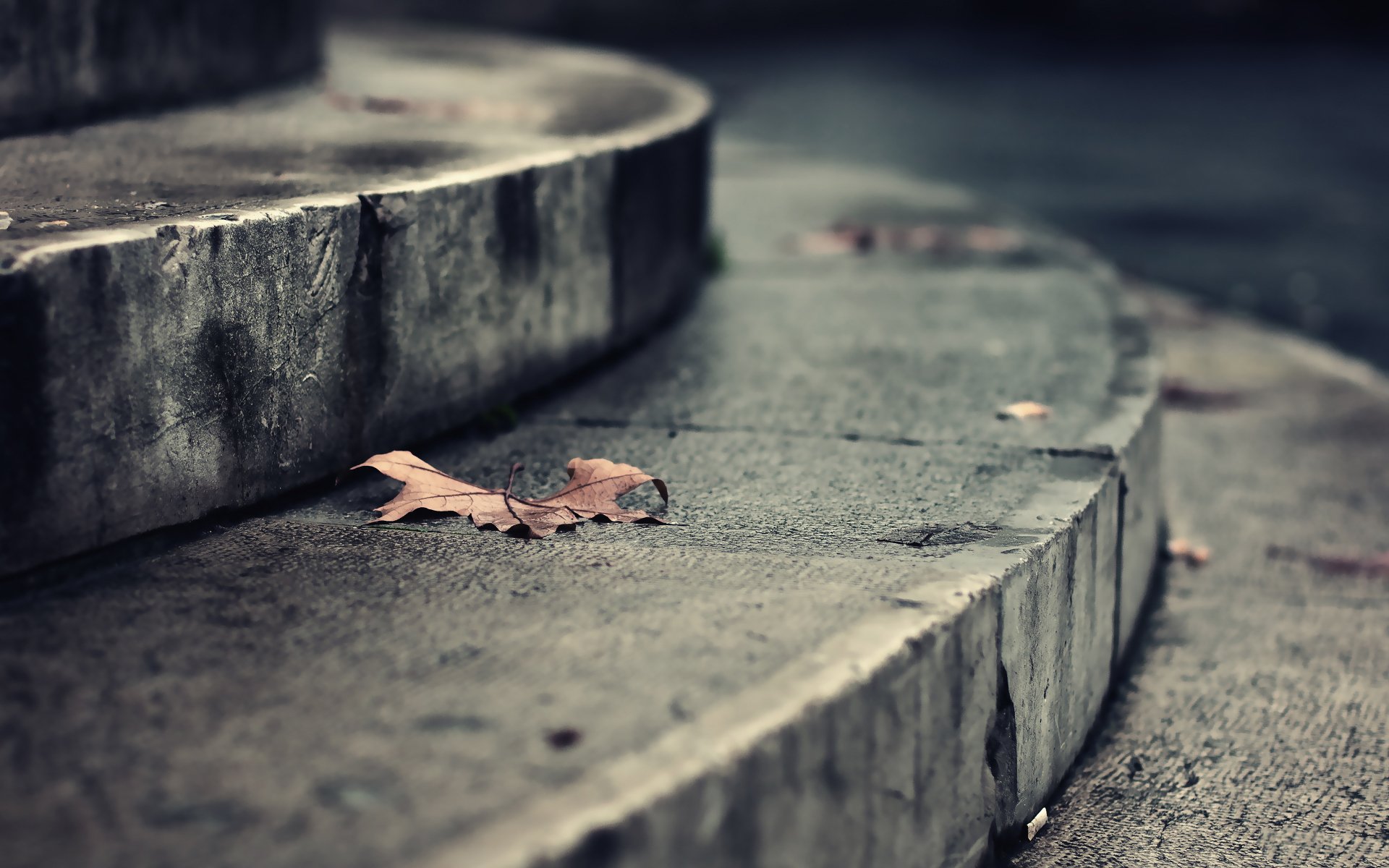 umore romanticismo macro foglie autunno gradini scala strada strade parco edificio edifici terra pavimento