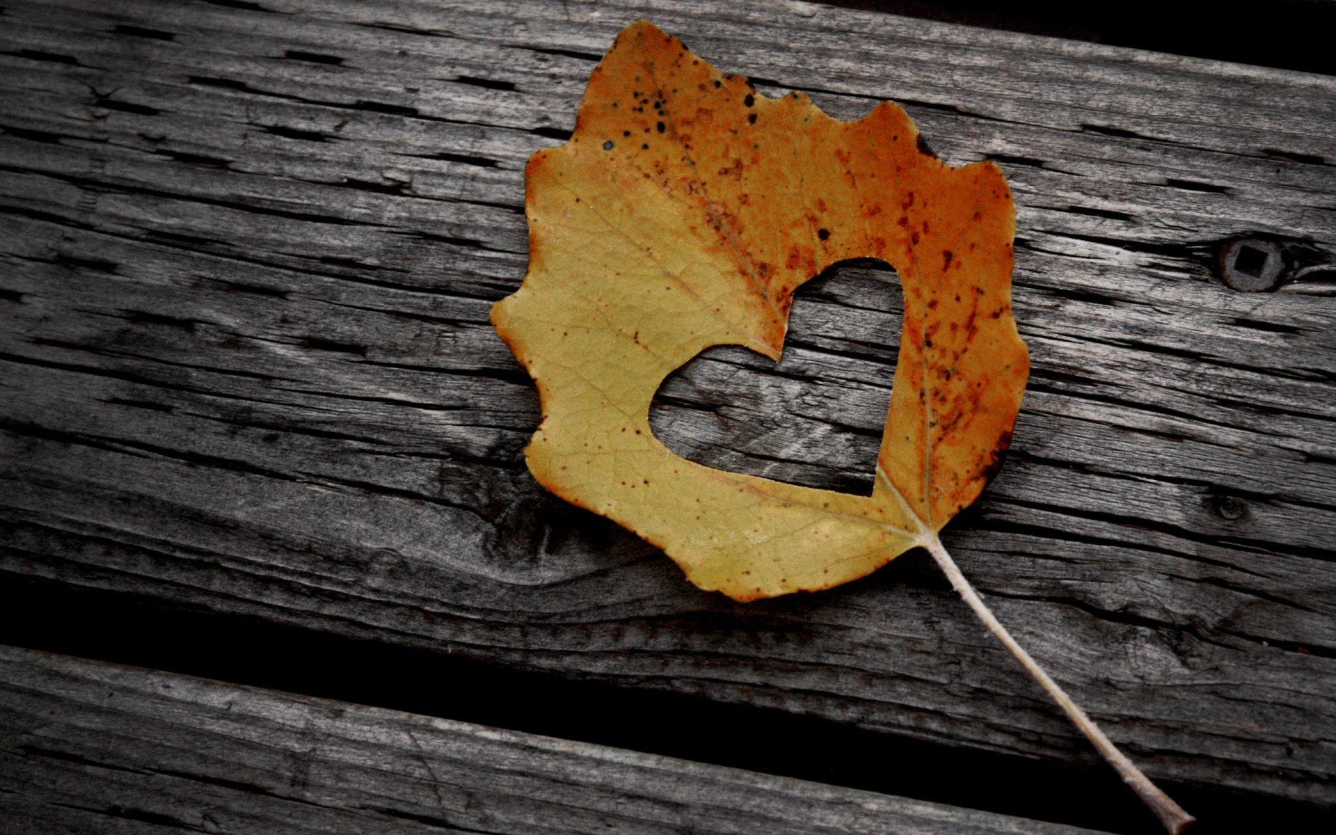 humeur feuilles feuille feuilles feuille feuillage coeur coeurs coeur coeur créatif bûche bûche chanvre bois bois clou clous vis boulons automne