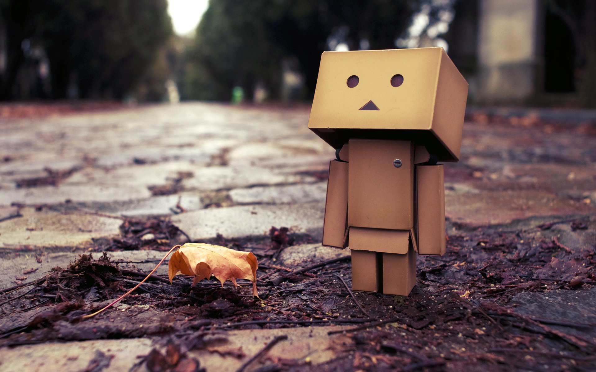 осень бокс данбо лист лужа danbo