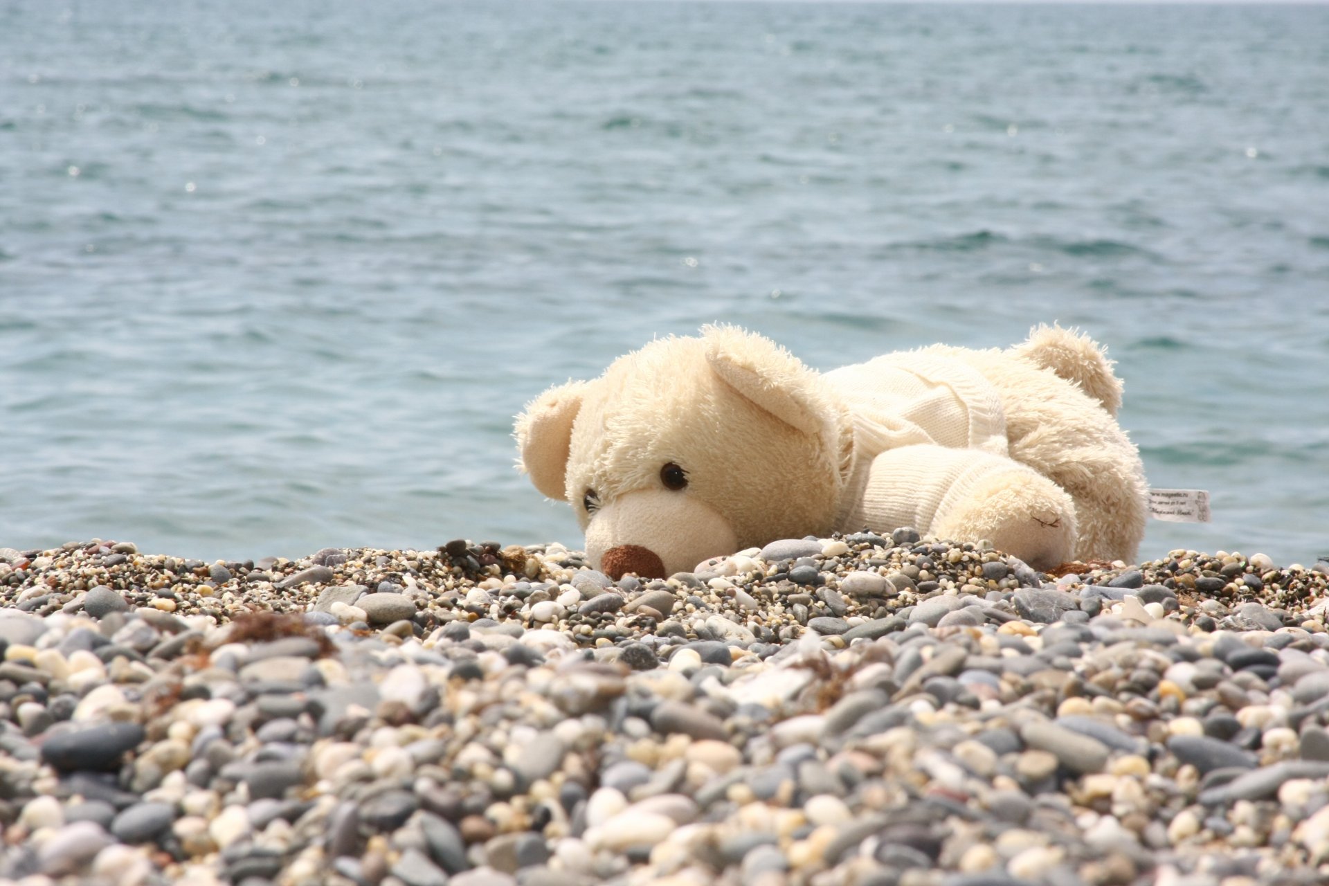 teddybär tier ufer meer kiesel stimmung freude