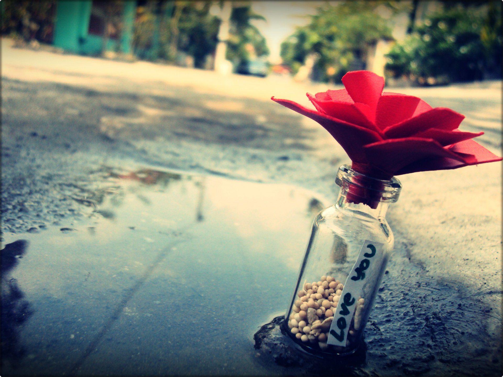 amore confessione fiore macro bottiglia pietre nota pozzanghera strada