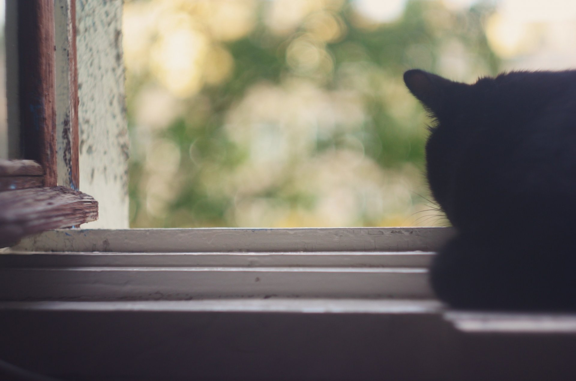 gato verano ventana calor hojas bokeh ternura