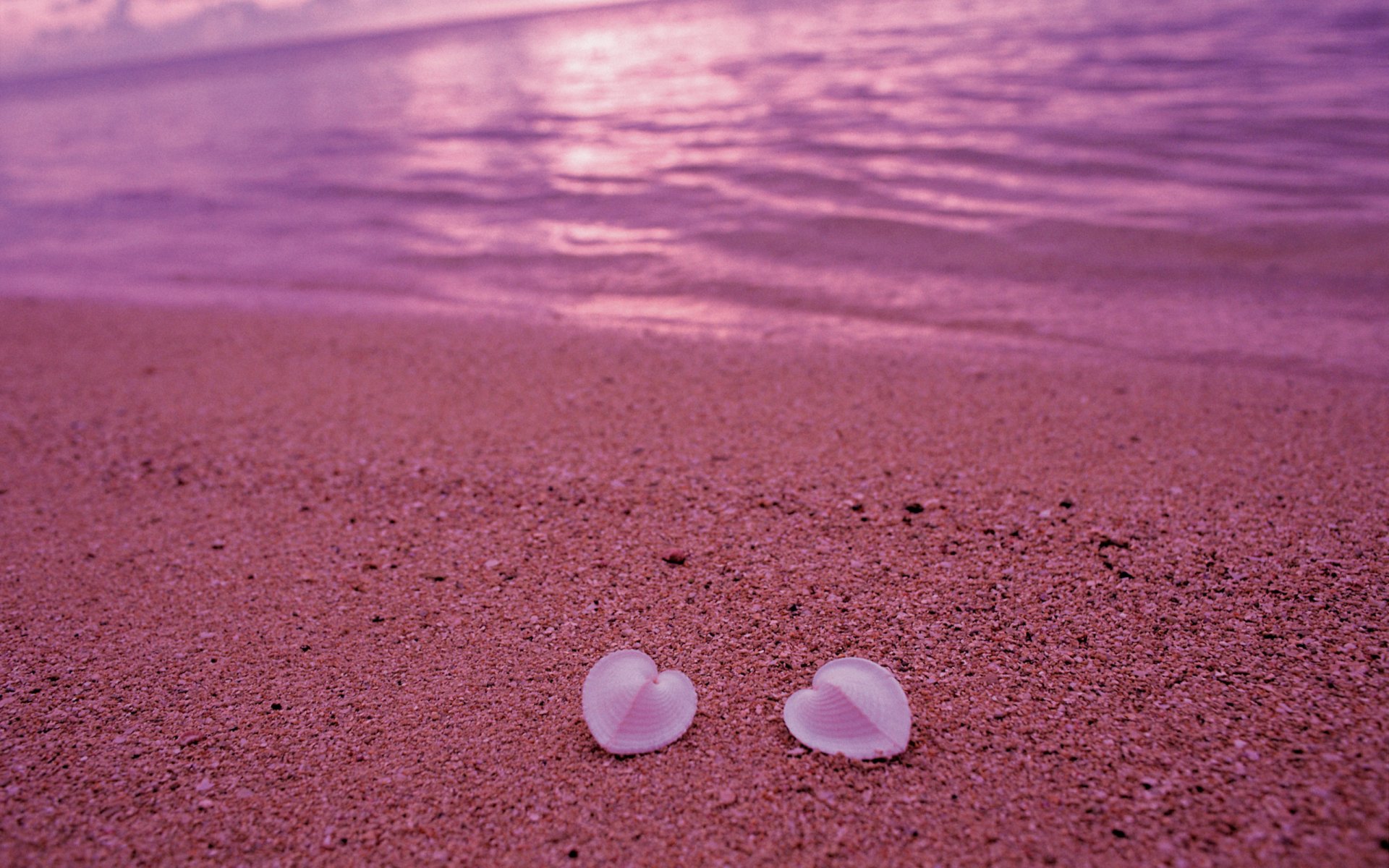 coquillages amour coeur sable côte plage rose