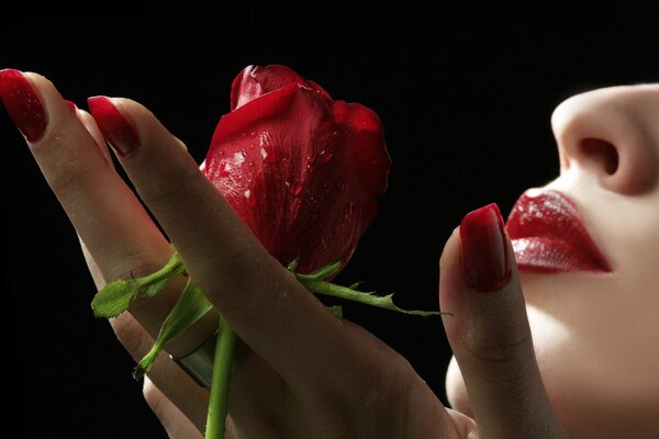 Una rosa roja en mi mano
