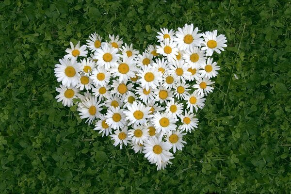 Coeur de marguerites sur l herbe