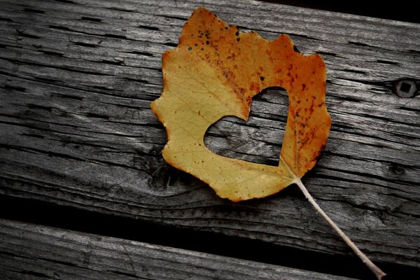 Herbstblatt auf dem Hintergrund einer Bank