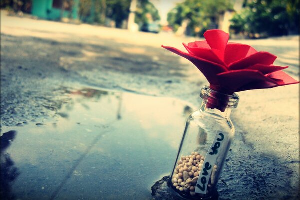 Rote Blume in einer Glasflasche