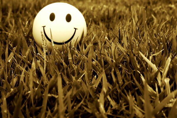 Smiley se encuentra en la hierba