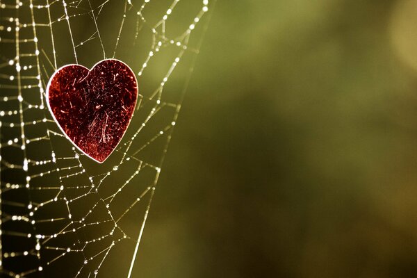 Velvet heart on a web with dew drops