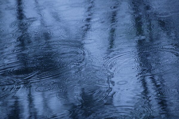 The outgrowth of autumn rain in a puddle