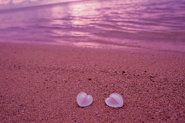 Dos corazones de conchas Rosadas en la orilla del mar