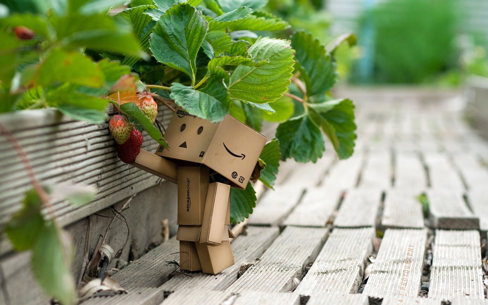 boxed man strawberry of interest close up