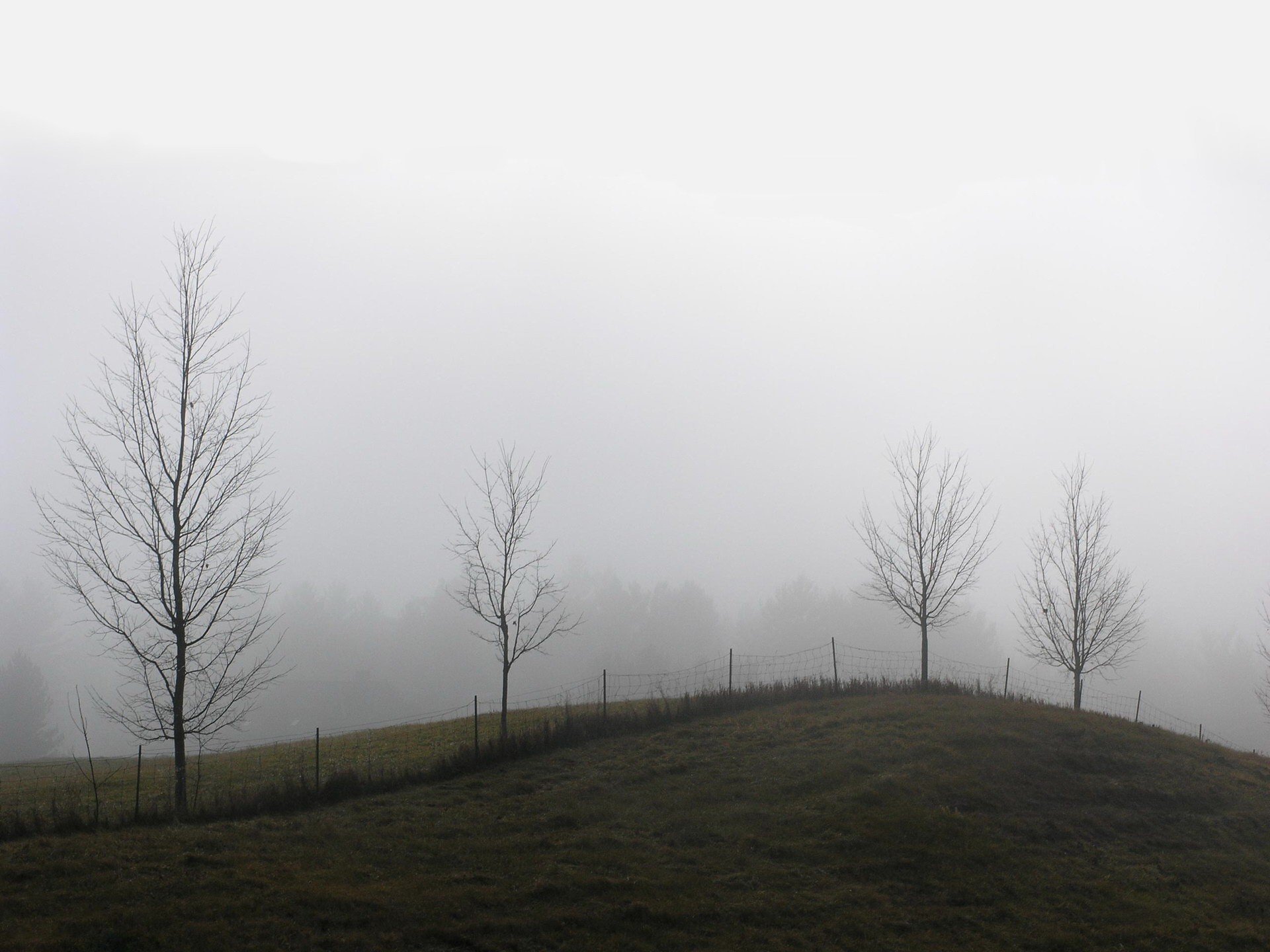 arbres colline brouillard clôture