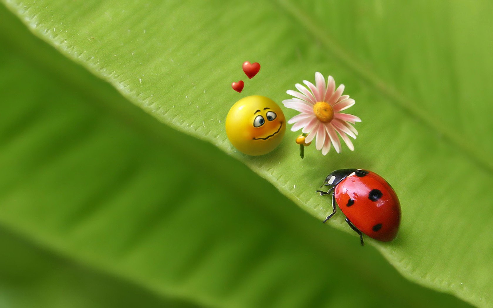 blatt smiley käfer grün