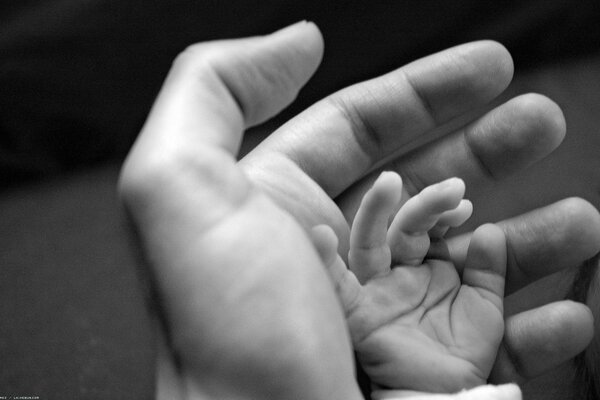 The baby s hand lying in the father s hand