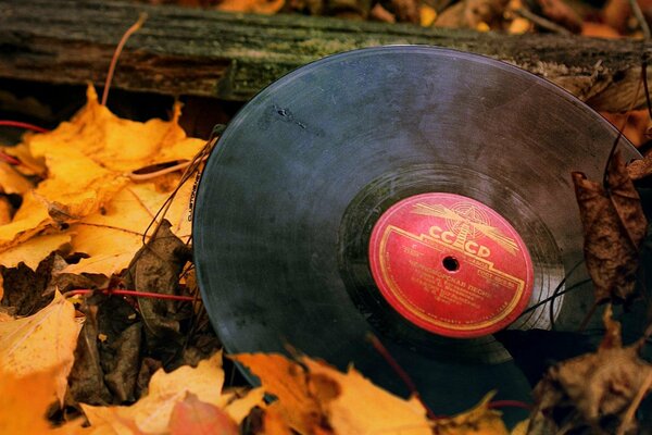 Музыкальная пластинка ссср в листве