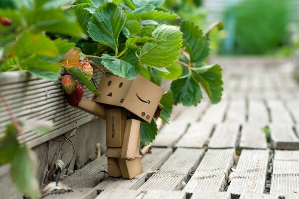 A boxy man with an interest in strawberries